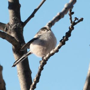 Long-tailed Tit