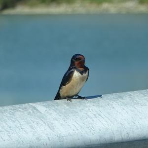 Barn Swallow