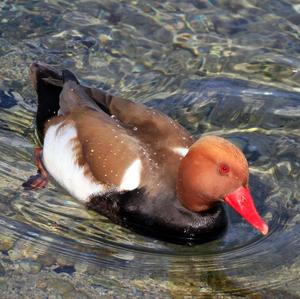 Red-crested Pochard