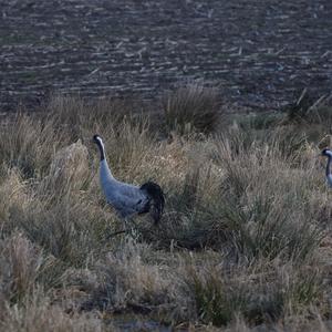 Common Crane