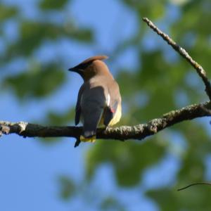 Cedar Waxwing