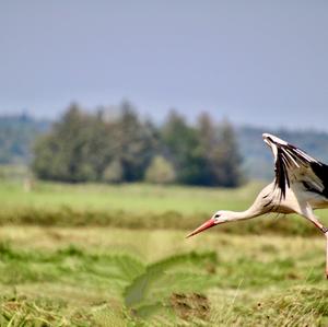 White Stork