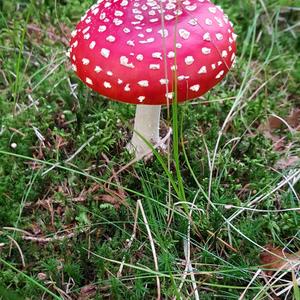 Fly Agaric