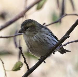 Eurasian Siskin