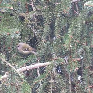 Wintergoldhähnchen