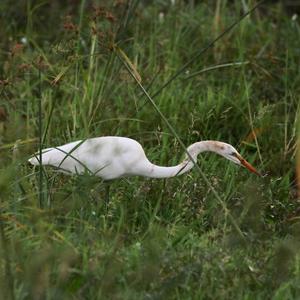 Great Egret