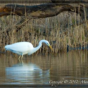 Great Egret