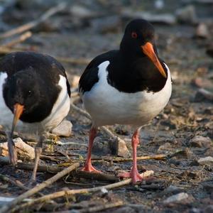 Eurasian Oystercatcher