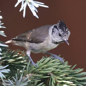 Crested Tit