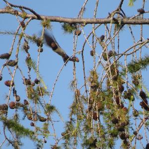 Barn Swallow