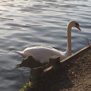 Mute Swan