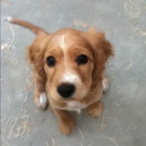 Spaniel (English Cocker)