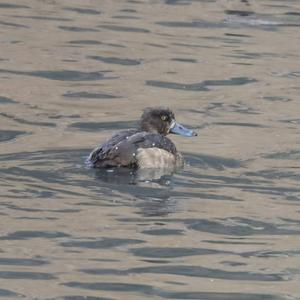 Tufted Duck