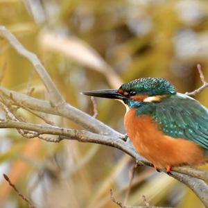 Common Kingfisher