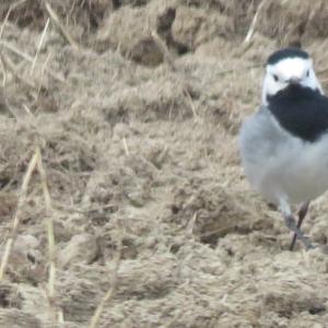 White Wagtail