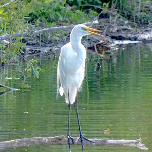 Great Egret