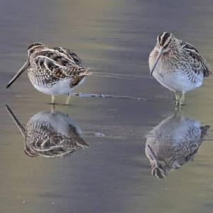 Common Snipe