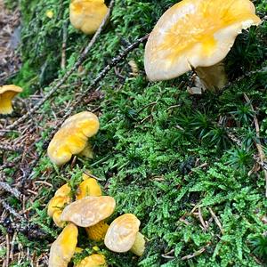 Chanterelle, Common