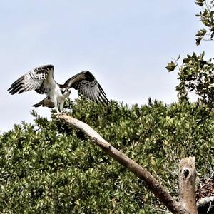 Osprey