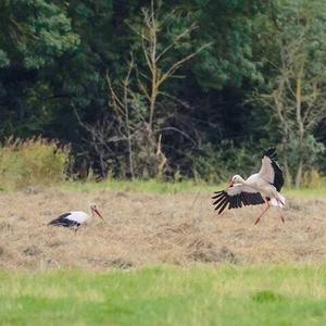 White Stork