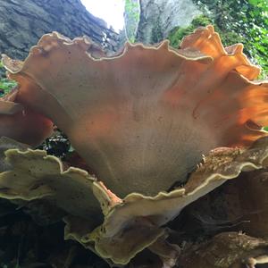 Black-staining Polypore