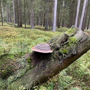 Tinder Polypore