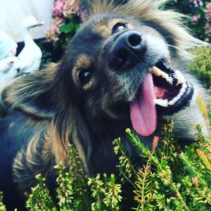 Unknown Breed