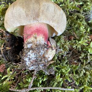 Scarlet-stemmed Bolete