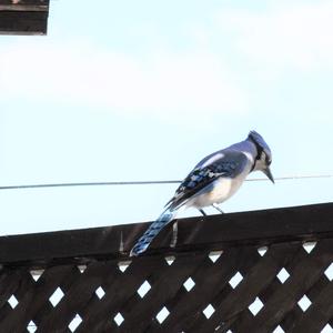 Blue Jay