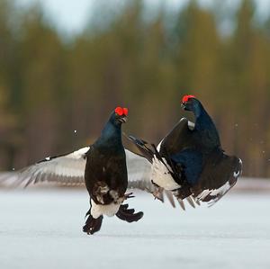 Black Grouse