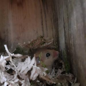 Hazel Dormouse