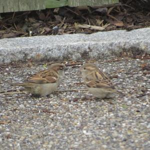 House Sparrow