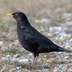 Eurasian Blackbird