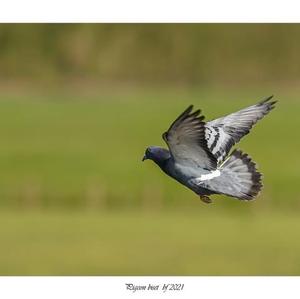 Rock Pigeon