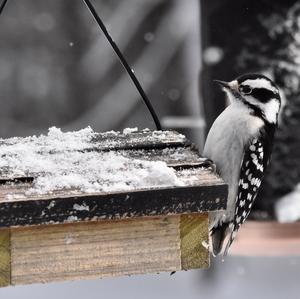 Downy Woodpecker