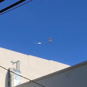 Great Black-backed Gull