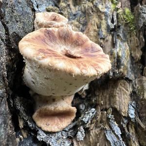 Dryad`s Saddle