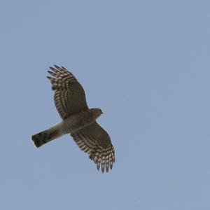 Eurasian Sparrowhawk