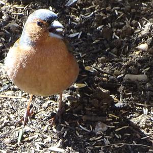 Eurasian Chaffinch