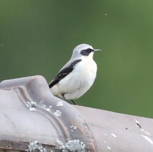 Northern Wheatear