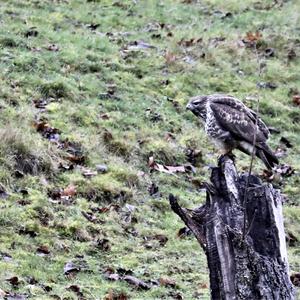 Common Buzzard