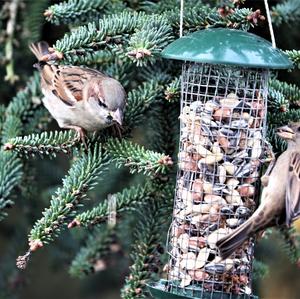 House Sparrow