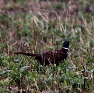 Common Pheasant