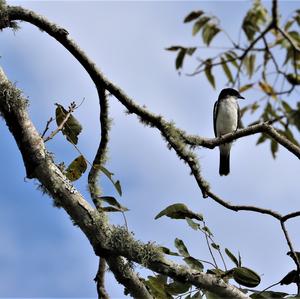 Eastern Kingbird