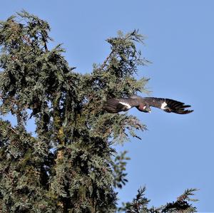 Common Wood-pigeon