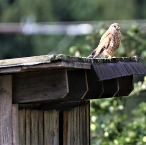 Common Kestrel