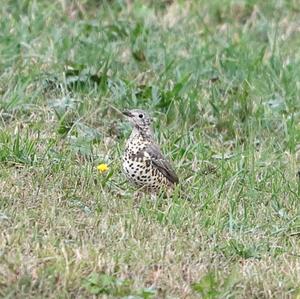 Mistle Thrush