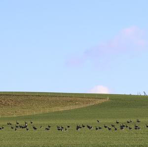 Greylag Goose