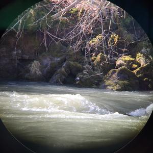 White-throated Dipper