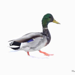 Mallard